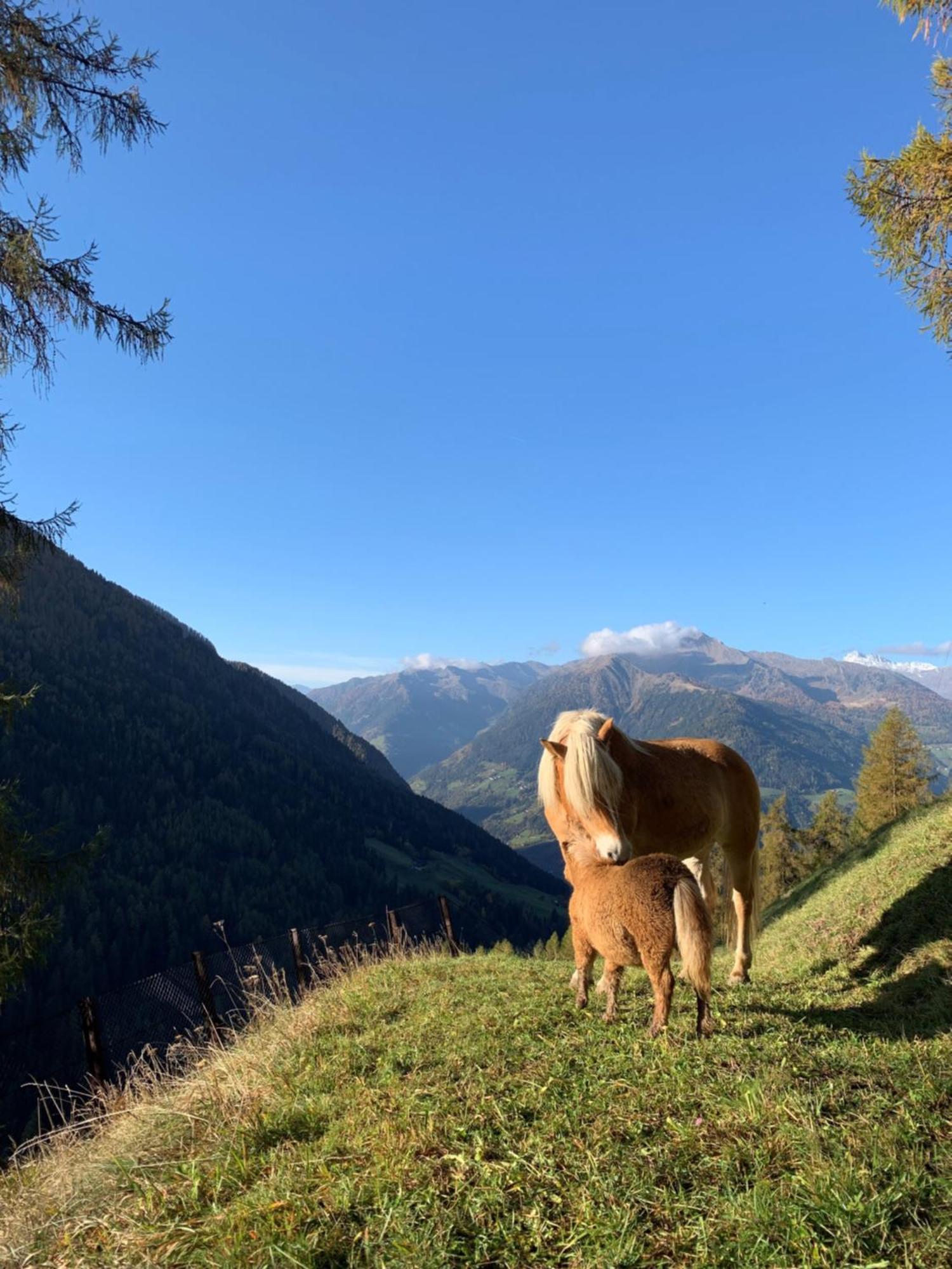 Leitn-anger Chalet San Leonardo in Passiria